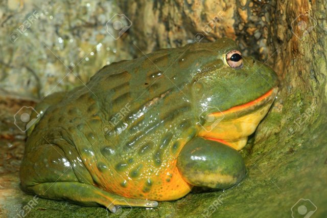 28824504-African-bullfrog-Pyxicephalus-adspersus-Stock-Photo.jpg