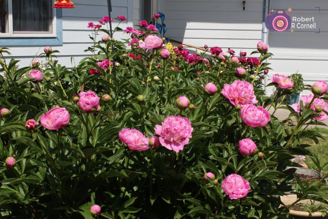 Peonies add log.JPG