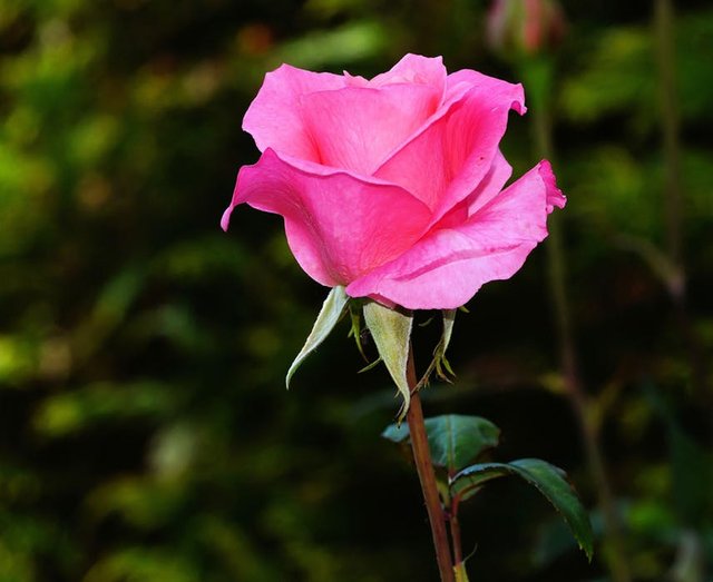 rose-blossom-bloom-pink-51314.jpeg