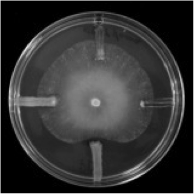 Ensayo de antibiosis. Como pequeñas rayas a las 12, 3, 6 y 9 de la placa (si esta fuera un reloj)  sembraron 4 especies de bacterias y en el centro sembraron un hongo patógeno de plantas. La bacteria sembrada a las 6 inhibe el crecimiento de este hongo, Pythium ultimum.