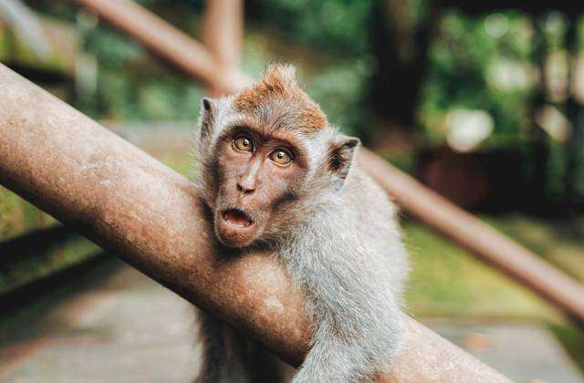 Market Monkey.png