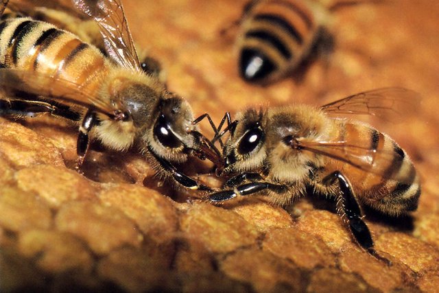 Bees-and-their-Honey.jpg