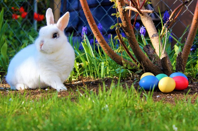 Easter_bunny.JPG