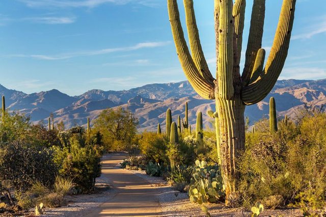 Saguaro-793x526.jpg