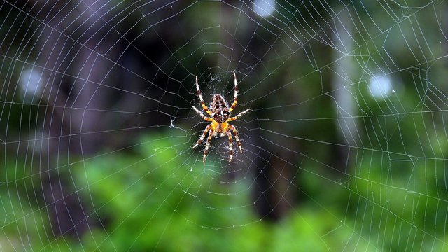 spider-1673428_1280.jpg