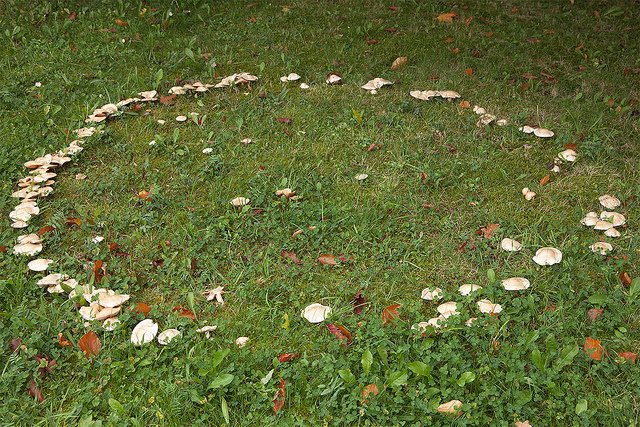 fairy-ring-mushrooms.jpg