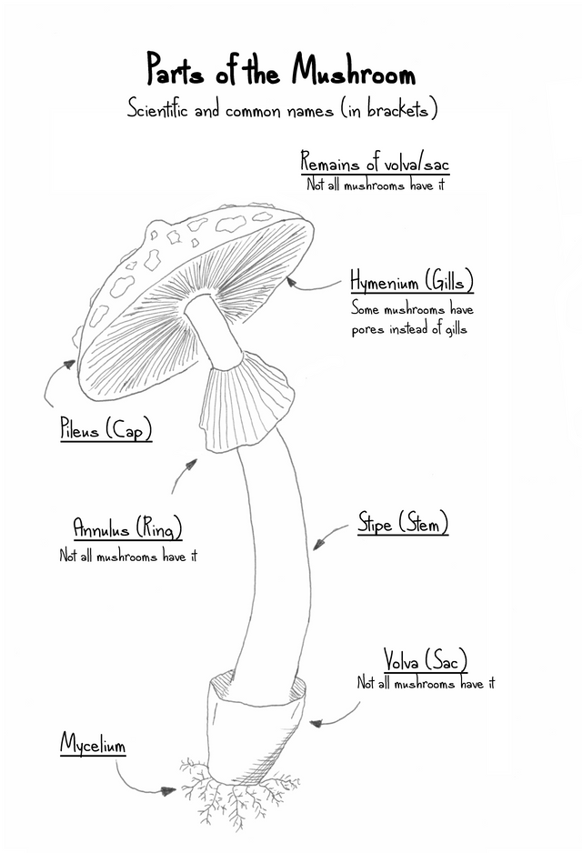 Parts of the mushroom.png