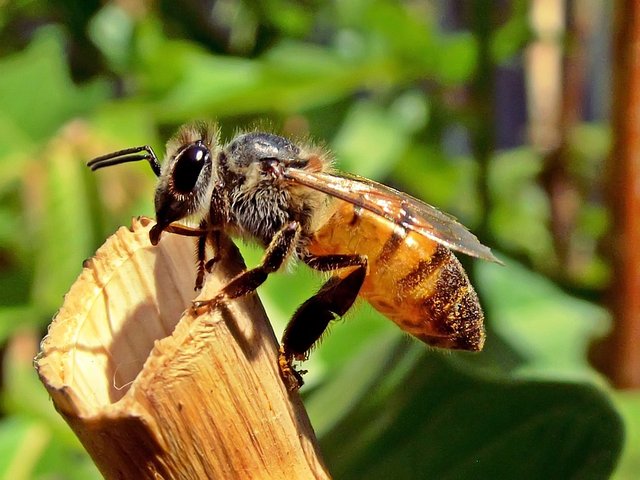honeybee-525224_960_720.jpg