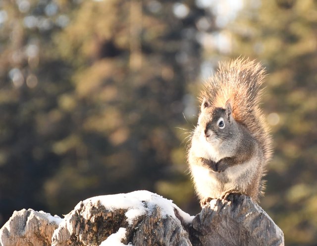 shasta2018feb4th47squirrel2io.jpg