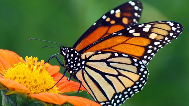 monarch-butterfly-orange-flower.jpg