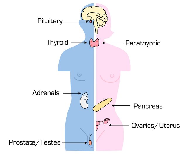 endocrine-system.jpg