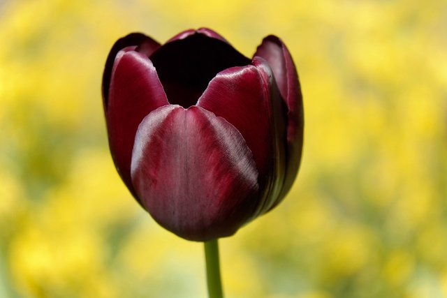 tulip-2270953_960_720.jpg