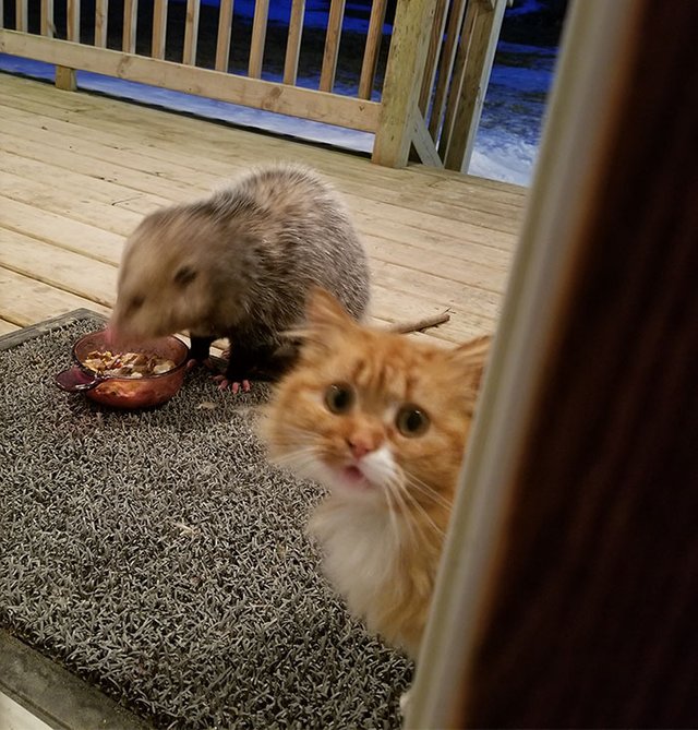 possum-steal-cat-food-2-5aa0e67b9b5ba__700.jpg