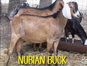 NUBIAN-BUCK.jpg