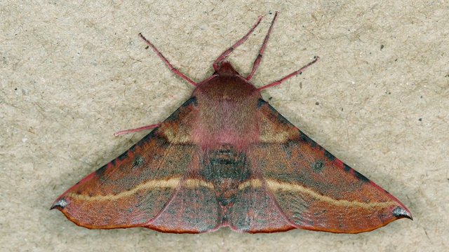 Oenochroma vinaria BY MV Light Tas 2017-10-03.jpg