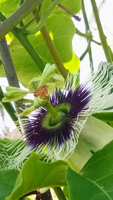 passionflower pollinating.jpg