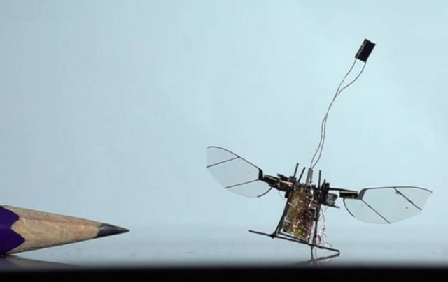 Insect-wireless-micro-robot-first-flight-1-640x404.jpg