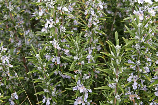 Rosemary_in_flower.jpg