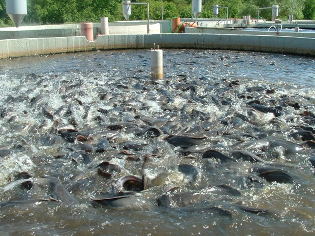 Catfish-Farming-Business-e1454520185323.jpg