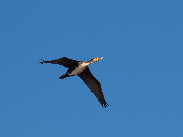 trelleborg_birds_03.jpg