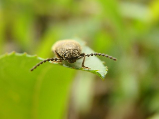Brown Bug on Leaf.JPG