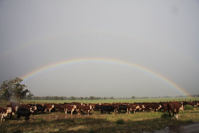 Macquarie Marshes 017.JPG