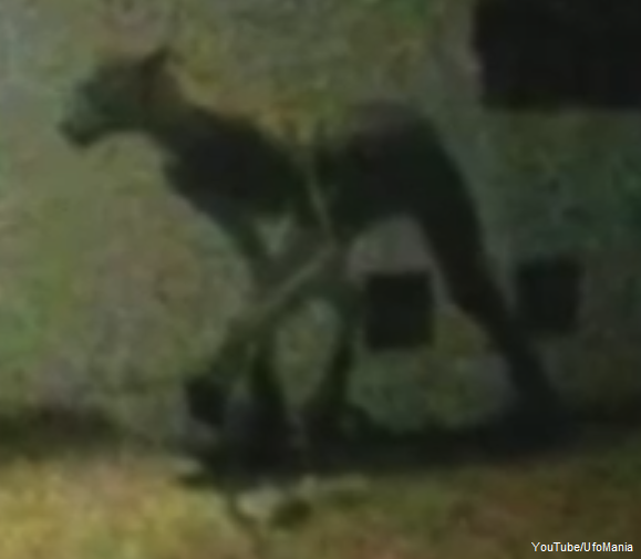Unknown Creature Argentina 2 04152018.png