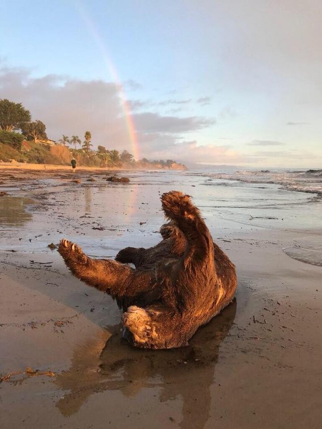 bear on the beach rainbow.jpg