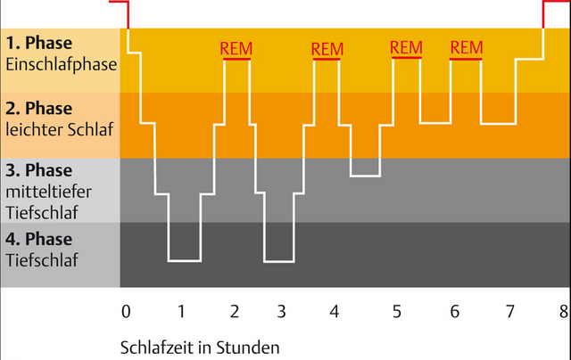 schlafphasen.PNG