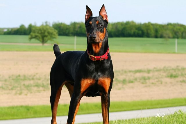 doberman.jpg