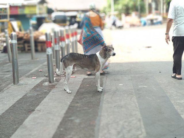 Street Dog - Photo Credits: Chetan Naik