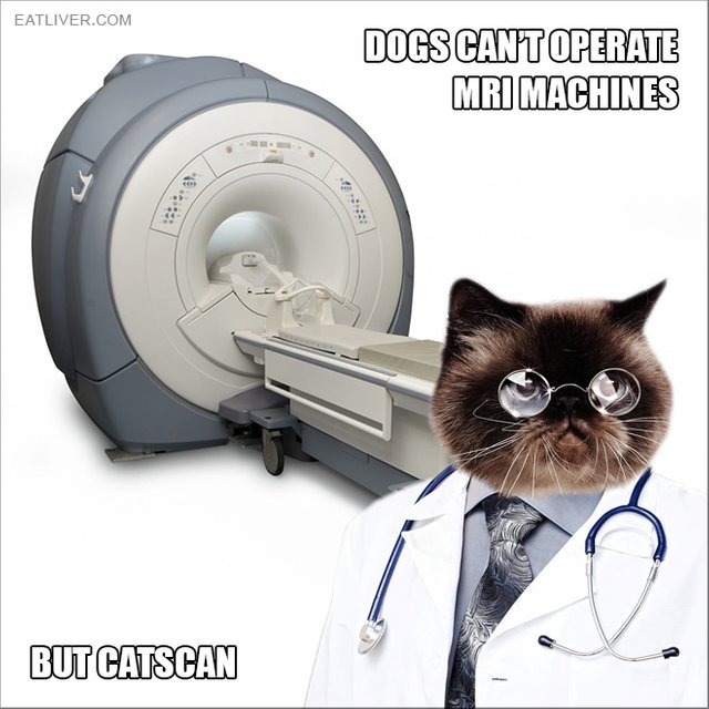 catscan.jpg