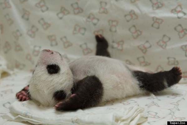 baby-panda4.jpg