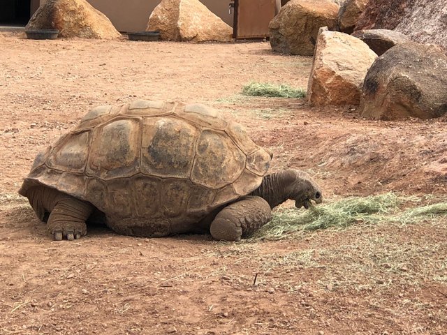 tortoise.jpg