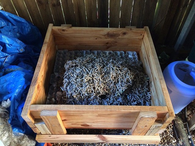 Use plenty of bedding material in your worm farm — Steemit