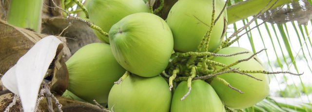 coconut-tree1-1920x690.jpg