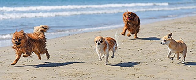 Dogs-running-on-sand.jpg