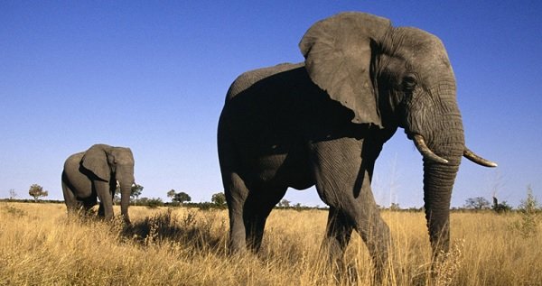 Gajah-Afrika-African-Elephant.jpg