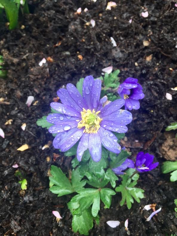 bulb on path anemone.jpg