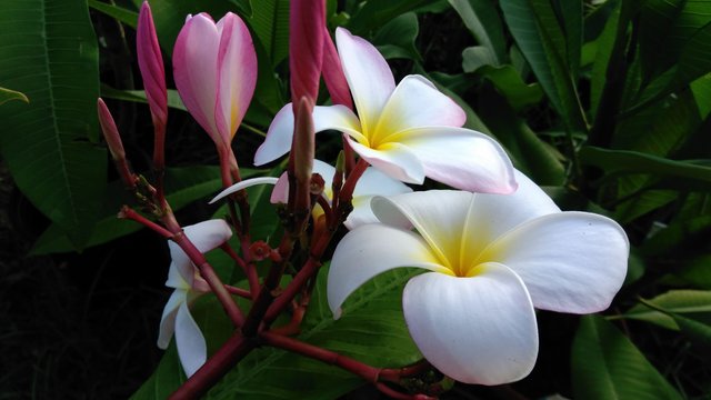 IMG_20170808_183345.jpg
