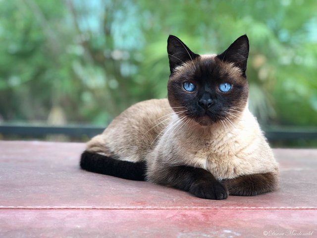 watson siamese cat.jpg