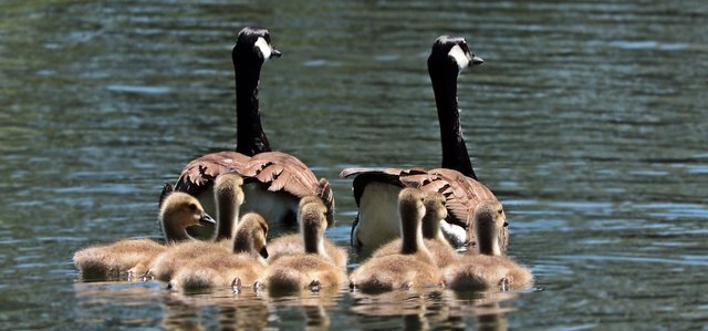 geese-2494952_1920.jpg