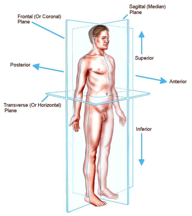 anatomic-planes.png