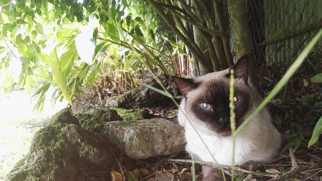jimmy-cat-costarica-16.jpg