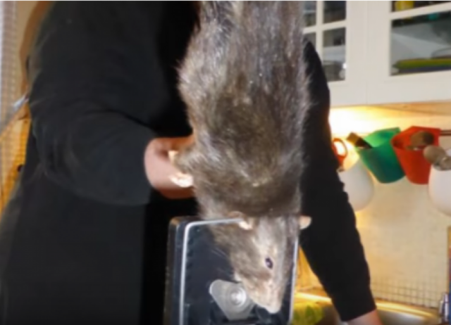giant-rodent-18-inch-rat-species-discovered-1506585297-2031.png