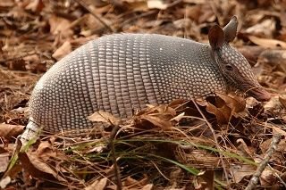 armadillo-649937_640.jpg