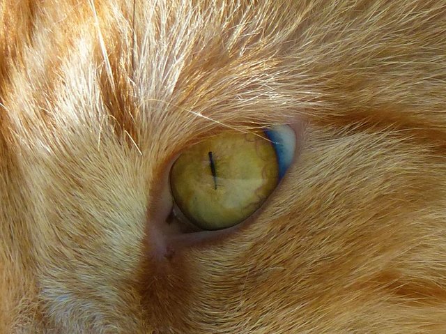 pfitschi-eyedetail.jpg