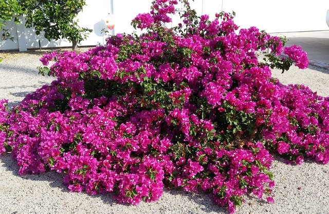 Bougainvillea-La-Jolla.jpg