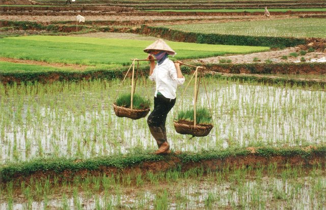 1024px-Farmer_in_Vietnam.jpg