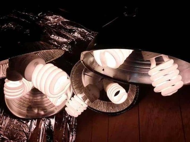lamps.jpg
